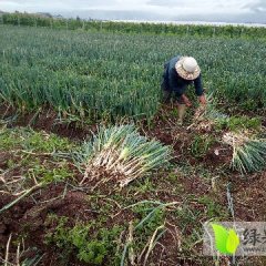 四川西昌章丘大葱名优产品