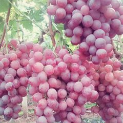 西昌葡萄有克伦生无核葡萄，西昌石榴