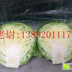 陕西三原中甘 秋季数万亩甘蓝以上市
