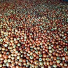 莘县西红柿逐渐升温河店楚新东诚信合作