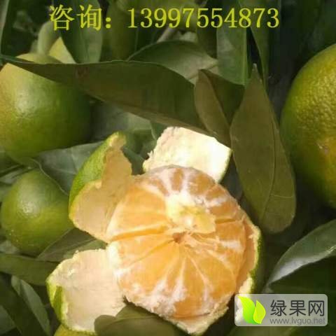 2017年湖北公安温州密柑价格