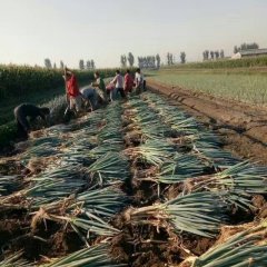 山东平度铁杆大葱价格适宜