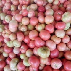 山东东昌府九月是二茬果上市时间