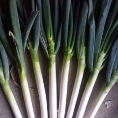 山东平度铁杆大葱著名品牌