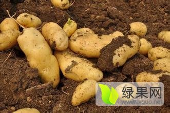 武川旗县集宁区刘强代办代发马铃薯