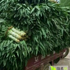山东省郯城红花镇莴苣1斤-1.5斤皮薄