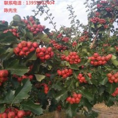 山东省费县大金星山楂大量上市