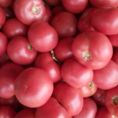 饶阳西红柿著名品牌,姚庄尹正杆诚信合作