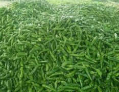 夏邑8万多亩辣椒 ，品种有301辣椒.新秀辣椒，