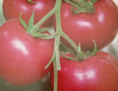 青州番茄种子 粉丽人颜色鲜亮，抗病毒