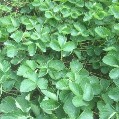 青州长年供应嫁接西瓜苗，西红柿