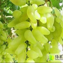 陕西西安金手指葡萄随行就市