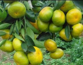 2016公安柑橘抓住商机无限