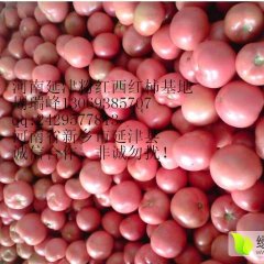 河南省新乡市延津县粉红西红柿基地