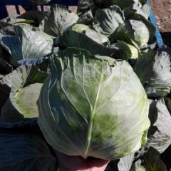 2016年河北省保定市卷心菜