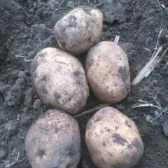 吉林扶余市三岔河镇高家店村延薯四号