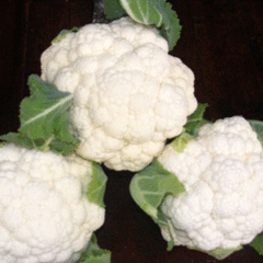 供应：通许县蔬菜基地 低价大量供应精品花菜
