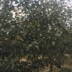 黑山本地苹果梨大量上市了，果型正
