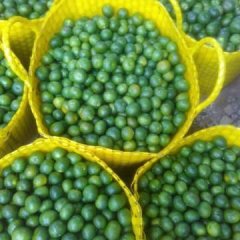 2016扶绥柑橘走过路过不要错过