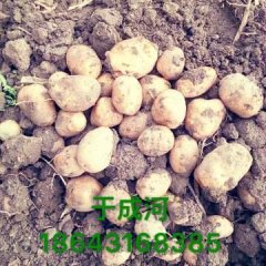 转眼又到16年是我们这里土豆