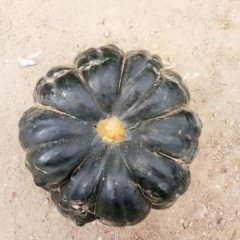 山西神池新明诚信合作社黑皮南瓜