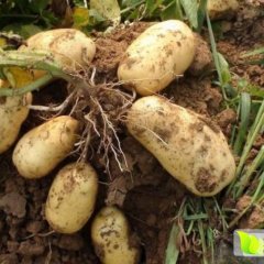 2016山西神池新明诚信合作社土豆