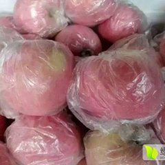 临猗苹果口感爽口孙吉王海英诚信合作