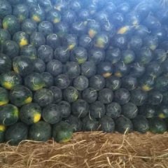 江南市场袋装土豆天天涨价每公斤2元