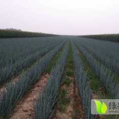 平度市张红波9月铁杆大葱