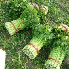 山东省禹城市万亩芹菜基地