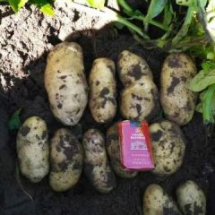 沽源沽源李广9月荷兰十五土豆