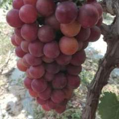 民权葡萄 户太8号为巨峰系列，颗粒饱满