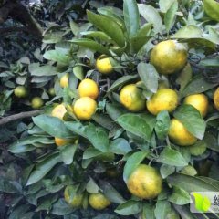 雁江东安乡柑橘 果色非常好