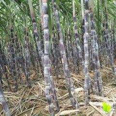 河南睢阳黑皮果蔗甘蔗上市