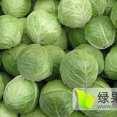 河北藁城洋白菜甘蓝何去何从