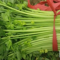 徐州介子园蔬菜合作社《宝石西芹菜》