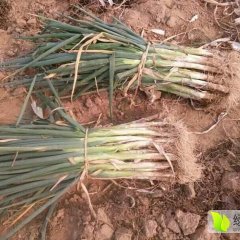 山西万荣长白大葱货源充足 产地诚信代办
