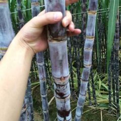 广西玉州黑皮果蔗价格行情平稳