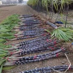 睢阳商丘朱继续9月黑皮果蔗甘蔗