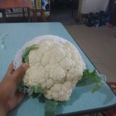 河北秦皇岛昌黎新集蔬菜基地菜花