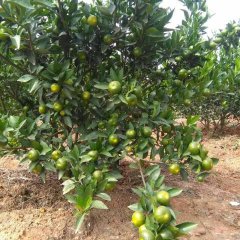 富川麦岭莫让增9月南丰蜜桔柑橘