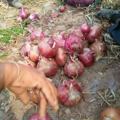 山西朔城红皮洋葱 要多少有多少