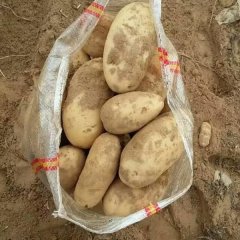 2016鄂托克前旗土豆值得出手