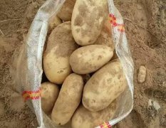 2016鄂托克前旗土豆值得出手