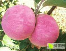 辽宁省黑山县苹果大量上市了！