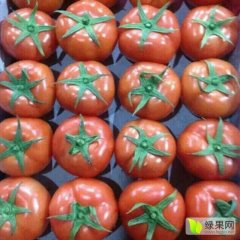 专业代卖西红柿温州蔬菜批发蔬菜代销