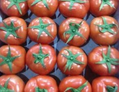 专业代卖西红柿温州蔬菜批发蔬菜代销