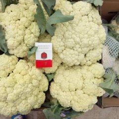 山东肥城有机花菜，松花供应中