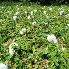 2016扶绥冬瓜走过路过不要错过
