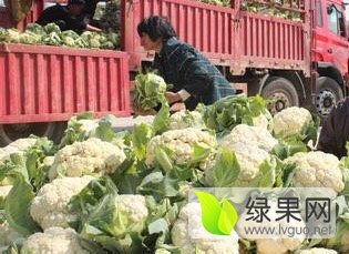 2015滕州菜花俏销大江南北